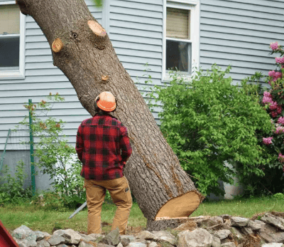 a man is cutting down a tree with a chainsaw