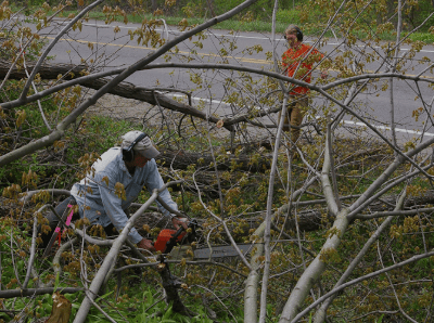 a man is cutting down a tree branch