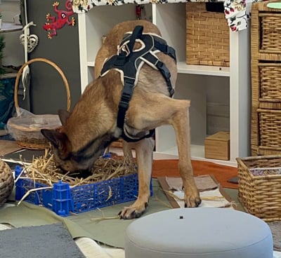 a brown dog with their face sniffing in a box of straw