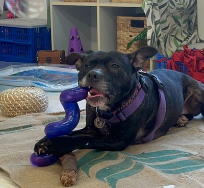 a dog laying on the floor in a room chewing on a purple toy