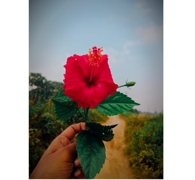 beatiuful flower