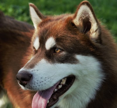 alaskan malamute marrone bianco, brown