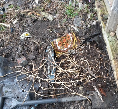 weeds and roots on the ground