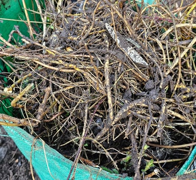 a bucket of weeds and roots
