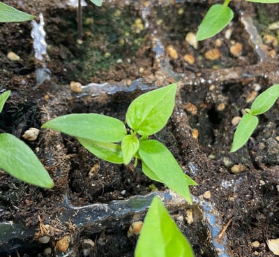 image of a single habanero plant