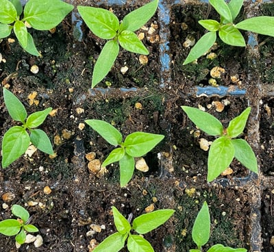 Habanero pepper young plants in rows