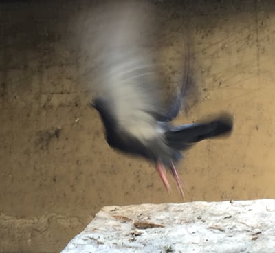 An abstrct photograph of a bird that is taking flight.