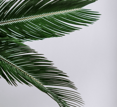 Couth, a bird flying through the air with a palm tree in the background