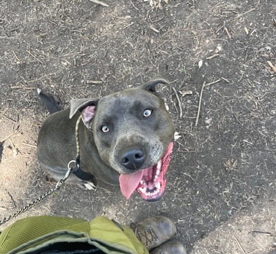 Lyndon waiting for treats on his walk!