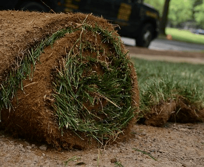 a rolled up grass in a yard with a truck parked in the background