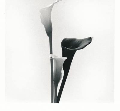 Picture of three lilies. Creator: Slawek Dejneka