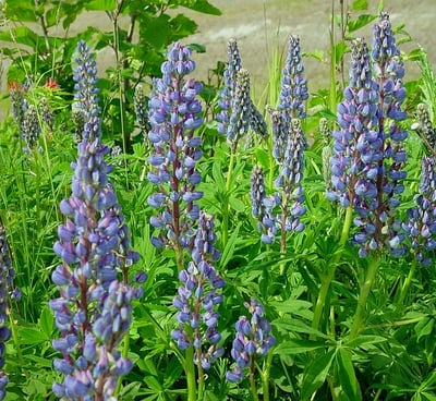 lupines