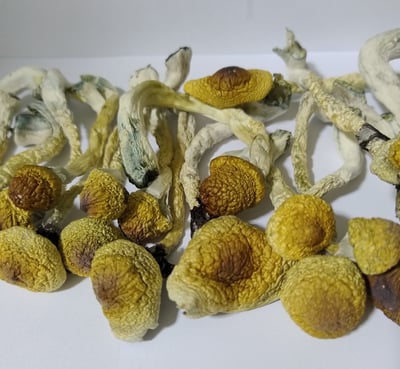 Cogumelos Mágicos desidratados 