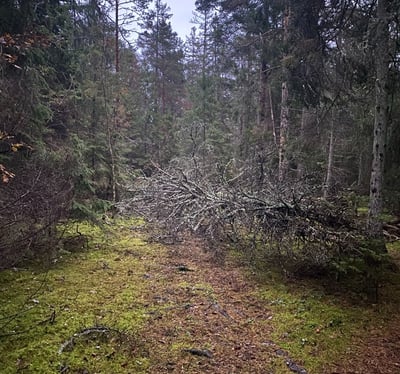 a forest scene with a fallen tree in the middle of the woods