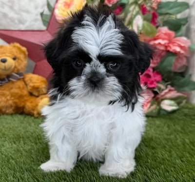 Mini Shih Tzu for Sale