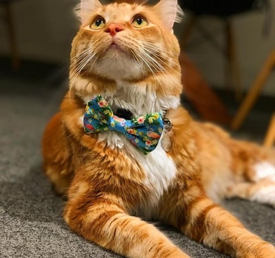 Orange cat wearing a bandana collar
