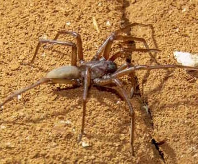 Blind Cave Spider, Nullarbor Caves
