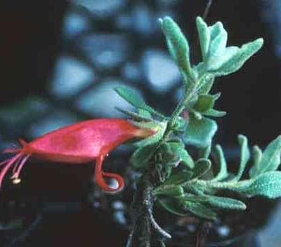 Eromophila Hillii, Nullarbor emubush Image - Western Australian Herbarium,