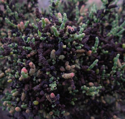 Sarconornoa blackiana, Nullarbor
