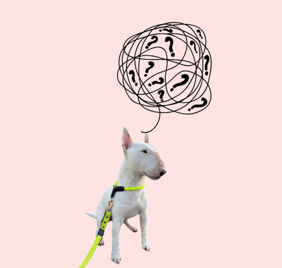 Grafik Bullterrier Ole mit vielen Fragezeichen über dem Kopf
