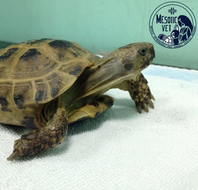 Testudo Horsfieldi, tartaruga, testuggine