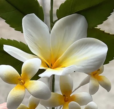 Frangipani Sugar Flowers For Cakes