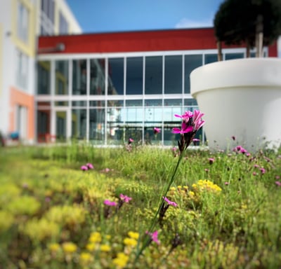 Stay2Munich Blumenwiese 4