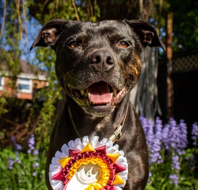 a smiling dog with a first place ribbon around its neck standing in front of bluebells