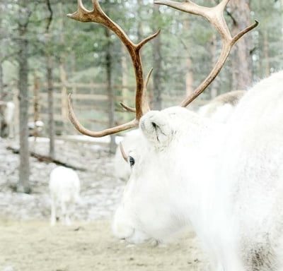 Valkoinen poro kävelee rauhallisesti metsässä, symboloiden shamanistista viisautta ja luonnonvoimien