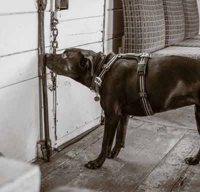 a black dog is standing indicating on a wall with a nose touch