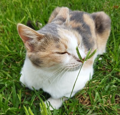 NAMOOSHKA's calico cat, Monkey