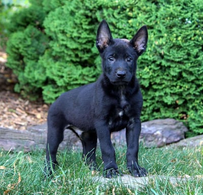 Belgian Malinois Puppies for Sale