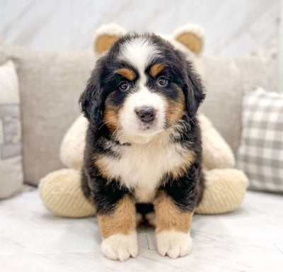 Bernese Mountain Dog Puppies for Sale