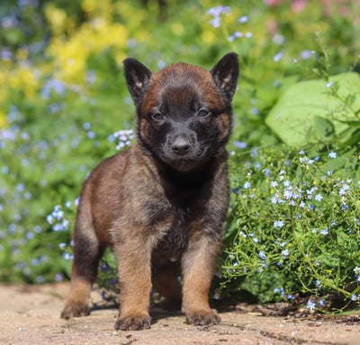 Belgian Malinois Puppies for Sale