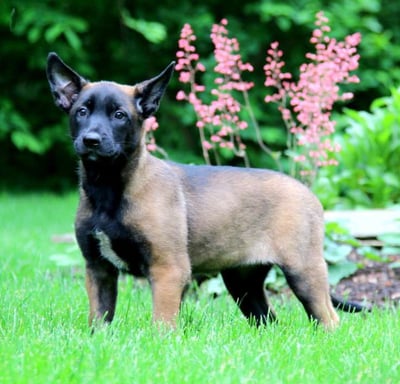 Belgian Malinois Puppies for Sale
