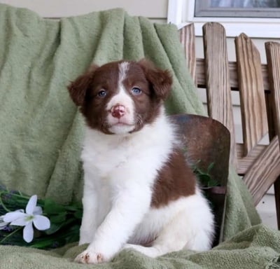 Border Collie Puppies for Sale