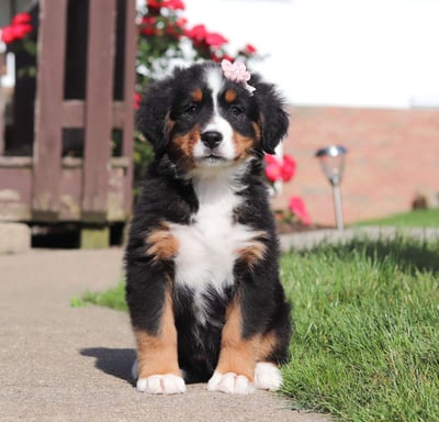 Bernese Mountain Dog Puppies for Sale