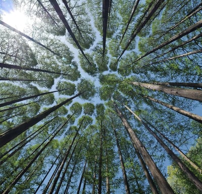 bosque árboles