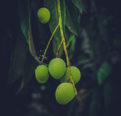 Organic fruits