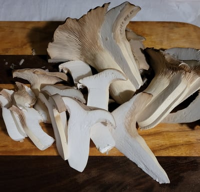 Fresh King Trumpet Mushrooms cultivated by Kansas City Mushroom Company.