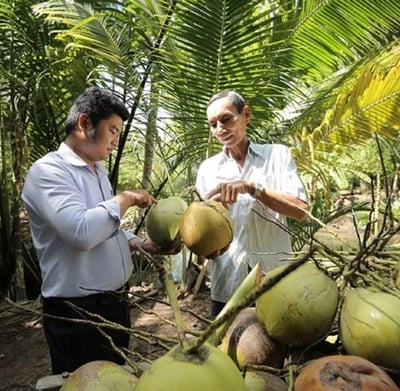 Vietnamese coconut