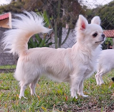 Canil chihuahuas