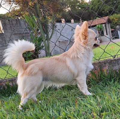 Criador de chihuahua