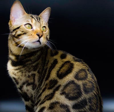 Gato Bengalí