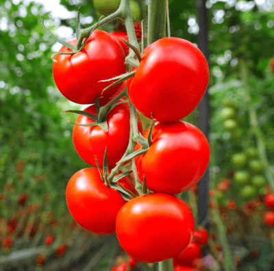 Fresh, nutritious tomatoes