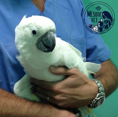 cacatua alba