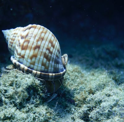Living sea snail infront of a cave