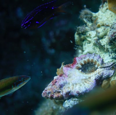Nicobar triton snail alive on sea floor