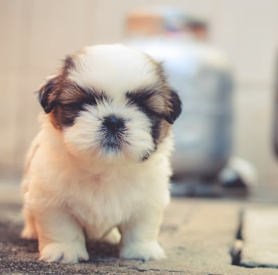 shih tzu puppies for sale chicago illinois