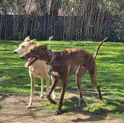 two dogs are running in the grass